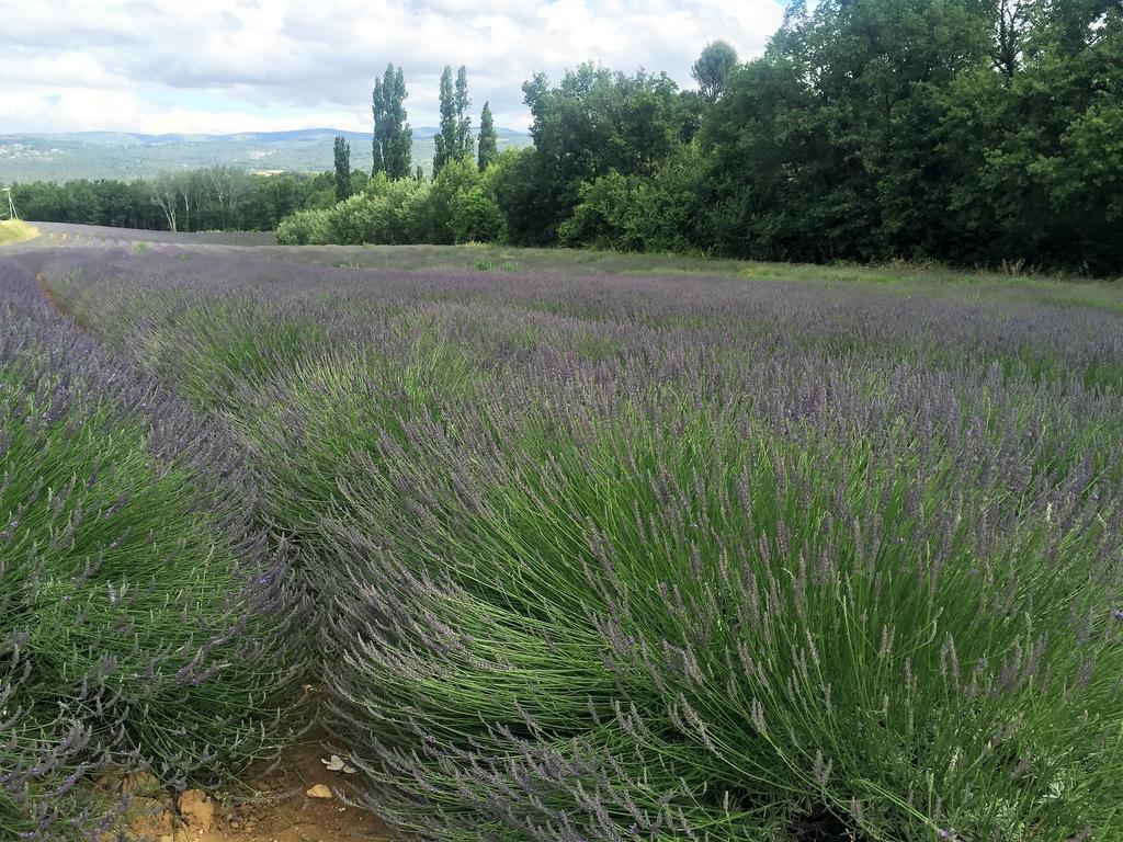 Le Chant Du Coeur Bed and Breakfast Roussillon en Isere Exterior foto